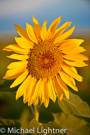 Wonder of Flowers