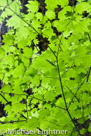 Patterns of Nature